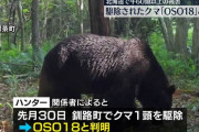 牛60頭以上を襲ったクマ「OSO18」を駆除、釧路町でハンターが知らずに仕留める…DNA鑑定で特定！