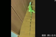 【悲報】埼玉で2mのイグアナが行方不明ｗｗｗｗｗｗｗｗｗ
