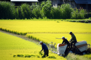 海外「日本農業は伝統を守りすぎて自滅するのか？後継者不足、土地問題、閉鎖性に海外から厳しい声」