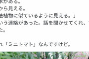 【悲報】警察官さん、「ミニトマト」を知らない