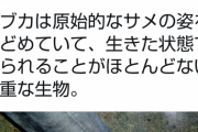 【悲報】朝日新聞、深海魚にフラッシュを当てて炎上
