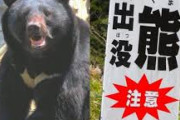 【悲報】「クマがかわいそう」新聞配達員襲撃のヒグマ駆除に抗議殺到　北海道庁に2時間以上電話も