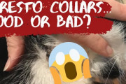 Do Flea Collars Work.For Cats  – Original SERESTO or Fake