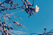 【異変】東京で桜開花なぜ早い？今年も全国トップ予想…気温上昇だけでは説明つかない部分も