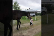 【動画】赤ちゃんが馬のリードを引っ張る