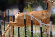 【画像】シカさんシカ避けフェンスを颯爽と飛び越える