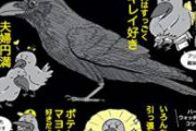 【悲報】カラス、鬼畜だった　