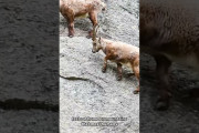 ヤギの崖登りがスゴすぎる！クライマー「岩に杭打ちつけて、、ロープ引っ掛けて、、」?「ほーいwww」