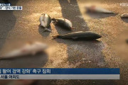 【火病】韓国「日本の輸入魚が旨すぎて韓国魚が売れない！！謝罪しろ！」日本の魚を投げつけ抗議・・・【韓国の反応】