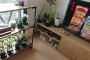 やっぱり部屋に植物があると落ち着くよなｗｗｗｗｗｗｗｗｗｗｗｗｗｗｗｗｗｗｗｗｗｗｗｗｗｗｗｗｗｗｗｗｗｗｗｗｗｗｗｗｗｗ