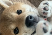 【画像】うちの柴犬とボール遊びしたらこうなった…これは可愛いドジっ子ちゃんwww