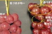 【偽ブドウ】韓国に流出「ルビーロマン」　石川県が韓国当局に名称登録取り消し申請 [7/19]  [昆虫図鑑★]