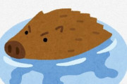 【岡山】海を泳いでいただけのイノシシ、捕獲・駆除される