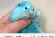 【悲報】底辺ユーチューバー、ハムスターを青く染めてしまい大炎上・・・・