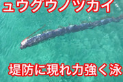【悲報】リュウグウノツカイ泳ぐのが速かった