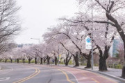 韓国名所の桜は日本産…韓国種の王桜は一本もないことが判明＝韓国の反応