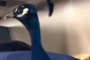 【動画】信じられない生き物を連れて飛行機に乗る乗客が話題に。