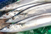【魚類】サンマが激やせのナゼ、漁獲量も激減…異変の理由は？30年研究する専門家が解説