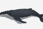 オーストラリア政府「ザトウクジラを『絶滅の恐れのある動物リスト』から削除します」　現在は約40,000頭にまで増加