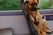 飼い主を探すため単独でバスに乗り込んできた犬の孤独な姿に、乗客ら心揺さぶられる（イギリス）