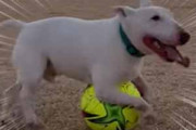 犬はサッカーボールで遊ぶのが好きだった。どうやって遊ぶのかな？ → こうします…
