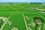 「日本の田んぼアートは芸術作品だよね」外国人が満足感を覚えた画像集