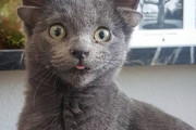 【画像】「４つの耳」を持つトルコの子猫ちゃん、ＳＮＳで人気者に
