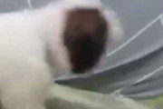 【子イヌ】 兄犬がソファの隅でくつろいでいた。お兄ちゃん大好き♪ → 子犬は何度もこうなります…
