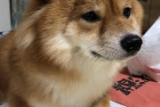 【画像】うちの柴犬はあまり知られていない長毛の柴なんです←モフモフのフワフワですねwww