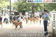 奈良県警が出動「シカを蹴るな」英語や中国語で