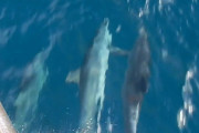 手を繋いで遊泳するイルカが目撃される