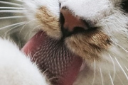 【超画像】猫の舌、ヤバすぎる