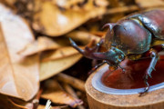 【朗報】ワイの飼ってるカブトムシ、今日も元気に餌をむさぼり食う