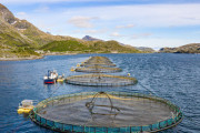 ノルウェー養殖場でサーモン27000匹が脱走。懸賞金総額1億9800万円がかけられる