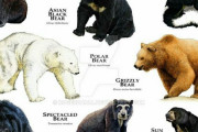 クマって世界で8種類しかいないって知ってたか？