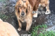 むしろご褒美？顔面に土をかけられても動かないゴールデン、大好き穴掘り遊び