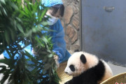【展子！】四川省の赤ちゃんパンダ、日本人の阿部さんが飼育
