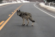 道路を横切るコイウルフに遭遇し「仲間発見！」と反応するワンちゃん