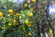 ミカンの木「一本だけで毎年約１０００個のミカンを収穫できます」←これを庭に植えない理由