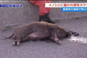 猪に襲われ、死闘の末勝利した釣り人(52)「勝機あった」