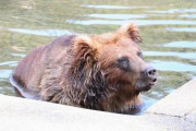 【クマ】「関門海峡突破させるな」クマの生息域拡大に警戒の声　九州で絶滅も山口県で多数の目撃