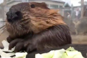 【衝撃】見るだけでストレス17％解消するビーバーがキャベツ食べる動画が大絶賛「最高だ」「音がイイ」