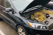 【画像】リス、クルミを自動車のボンネット内にびっしりと蓄える
