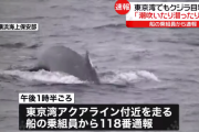 【速報】 東京湾にもクジラ出現