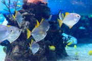 しながわ水族館って実際どうや？