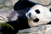 【ヤバそう】海外「中国に超巨大な2頭のパンダが出現した」