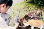 【悲報】天皇ご一家の飼い猫「みー」死ぬ