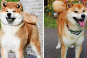 外国人「知ってたか、秋田犬と柴犬は別種なんだぜ」似ている犬種一覧が話題に