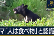 クマ、人間を「食べ物」と認識して攻撃