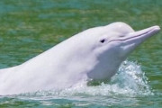 希少とされている白イルカ、コロナで航行が少なくなり観測数が30%も上がる
